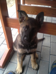 Greg junior
